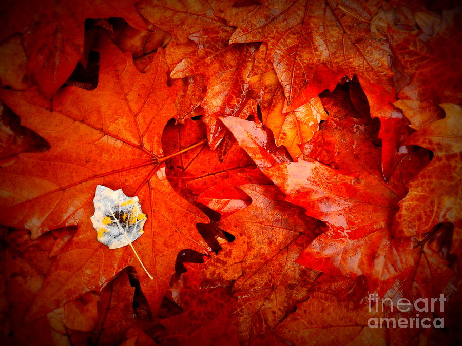 Red Autumn Leaves Photograph by Lexa Harpell
