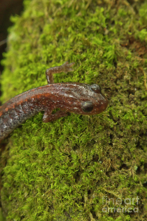 Red Back Salamander Photograph by Ezume Images - Fine Art America