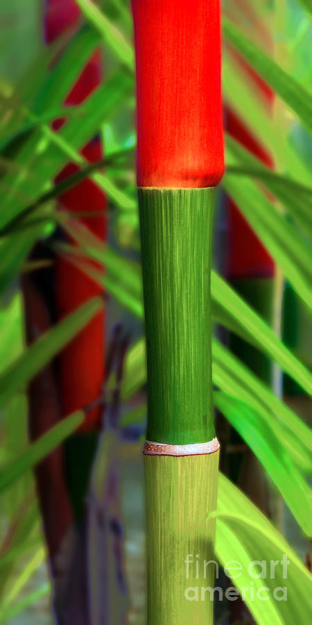 Red Bamboo Photograph