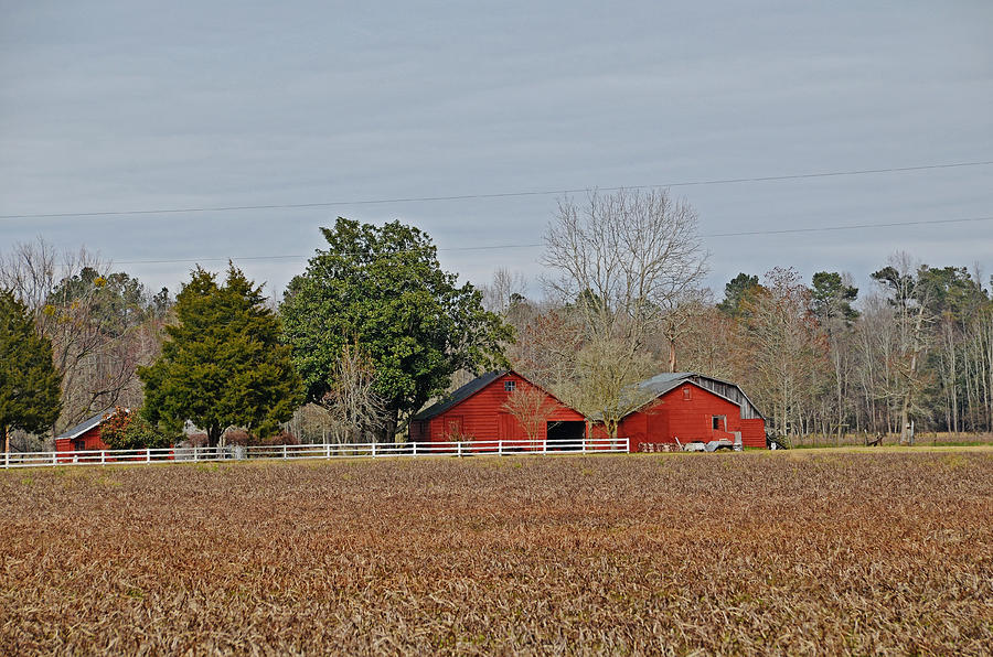 Red Barns #1 Photograph by Linda Brown