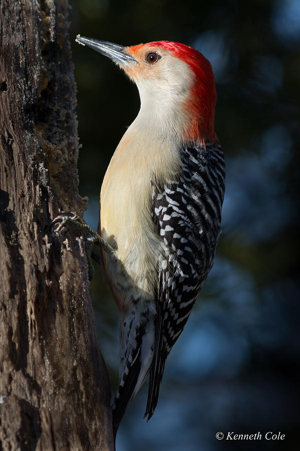 Red-bellied Woodpecker 3a Photograph by Kenneth Cole