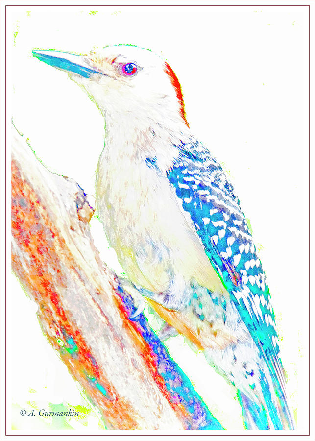Red-bellied Woodpecker, Animal Portrait #1 Digital Art by A Macarthur Gurmankin