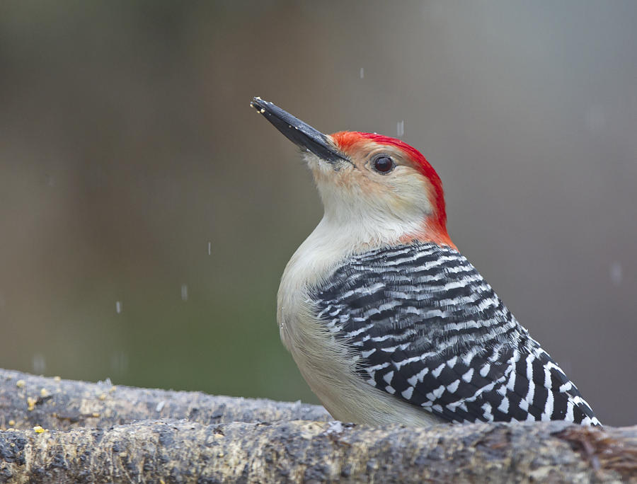 Red-bellied Woodpecker #1 Photograph by Jack Nevitt