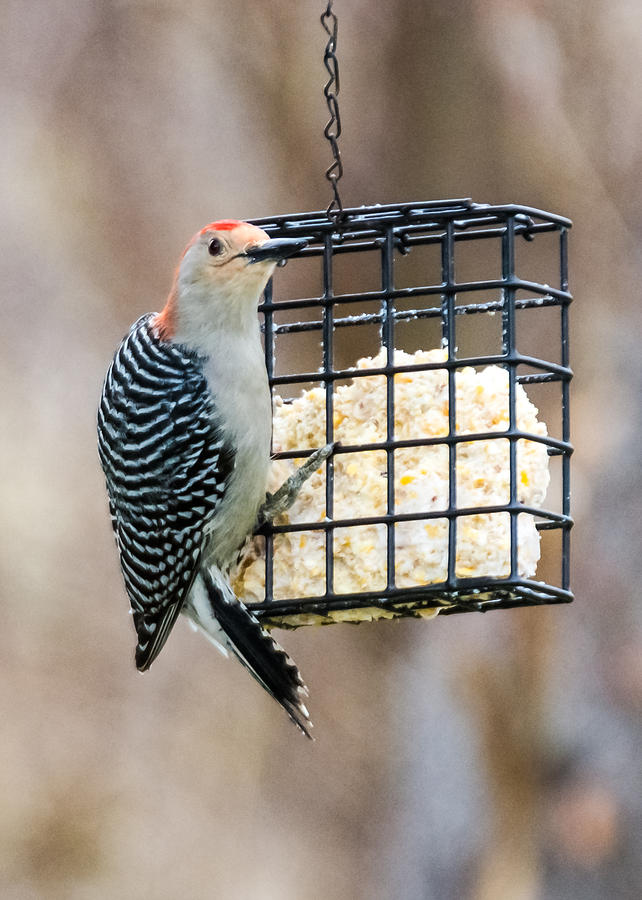 Red - Bellied Woodpecker Photograph by Holden The Moment