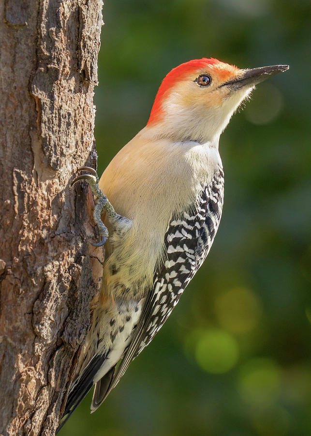 Woodpecker Photograph - Red Bellied woodpecker #3 by Jim Hughes