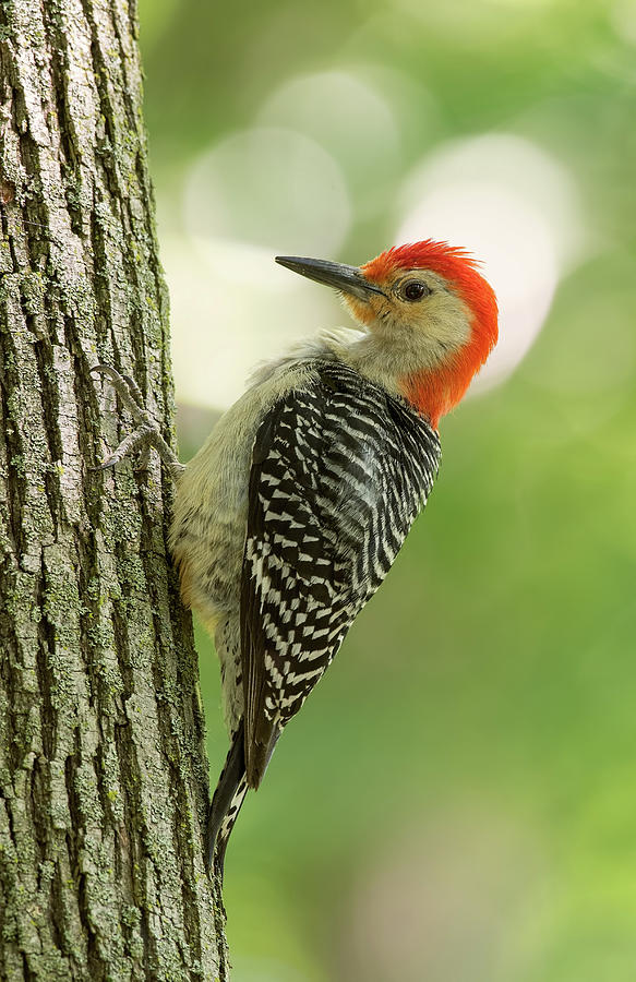 Red-Bellied Woodpecker #1 Photograph by Jim Zablotny