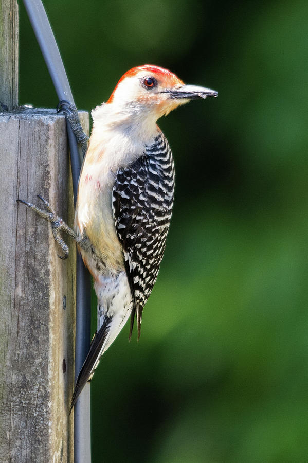 Red-bellied Woodpecker #1 Photograph by John Benedict