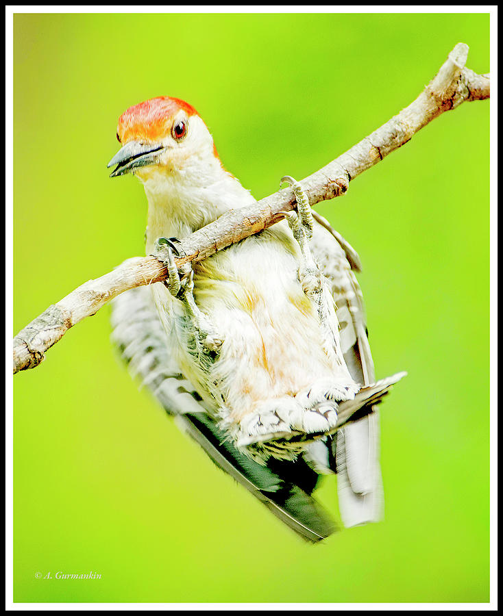 Red-bellied Woodpecker Juvenile Male #1 Photograph by A Macarthur Gurmankin