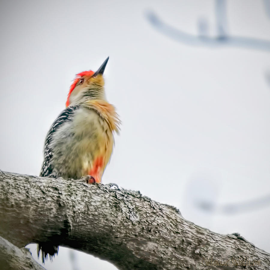 Red Bellied Woodpecker #1 Photograph by LeeAnn McLaneGoetz McLaneGoetzStudioLLCcom