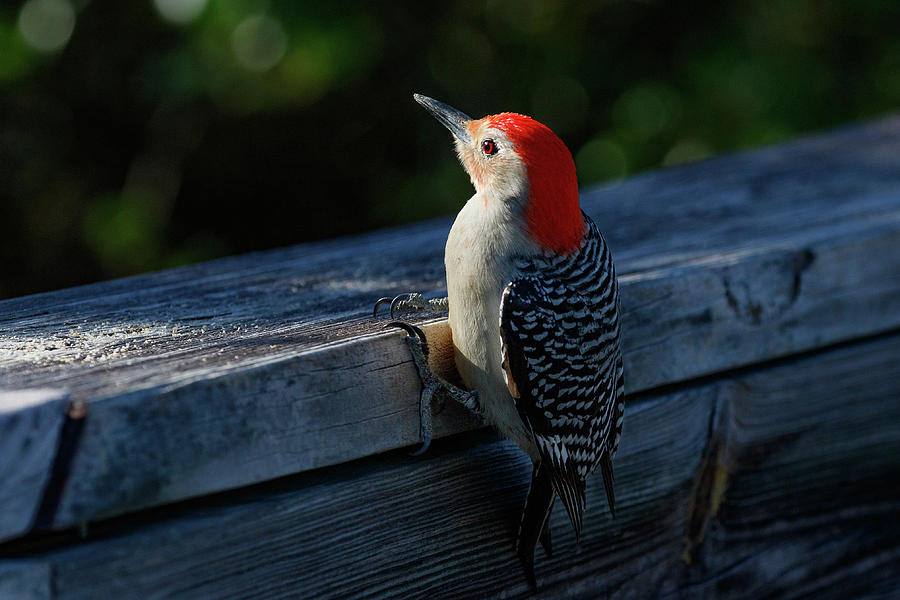 Red-bellied Woodpecker #1 Photograph by Les Greenwood