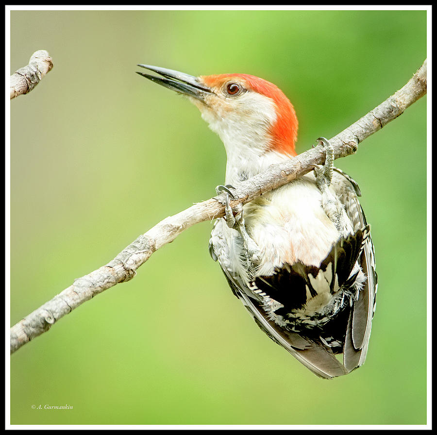 Red-bellied Woodpecker, Male, Hanging on Tree Branch #1 Photograph by A Macarthur Gurmankin