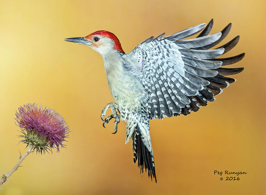 Red-Bellied Woodpecker #1 Photograph by Peg Runyan
