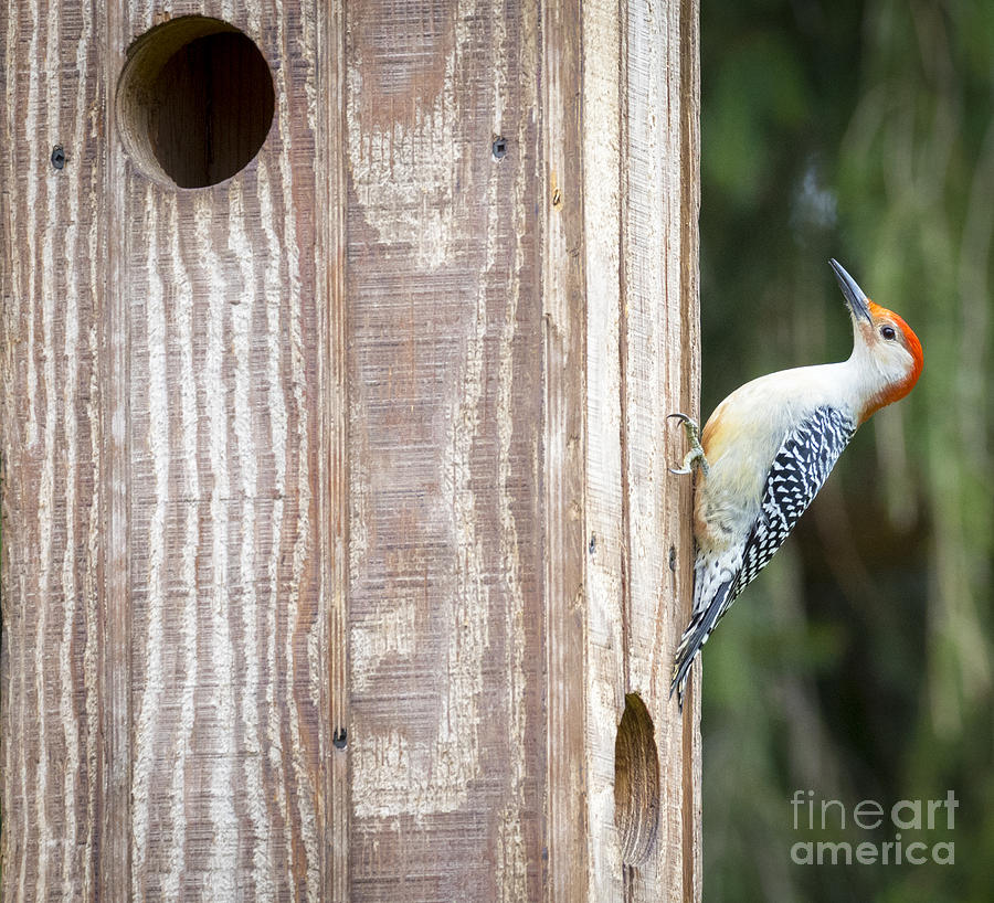 Canon Photograph - Red-Bellied Woodpecker by Ricky L Jones Canon Photograph - Red-Bellied Woodpecker by Ricky L Jones