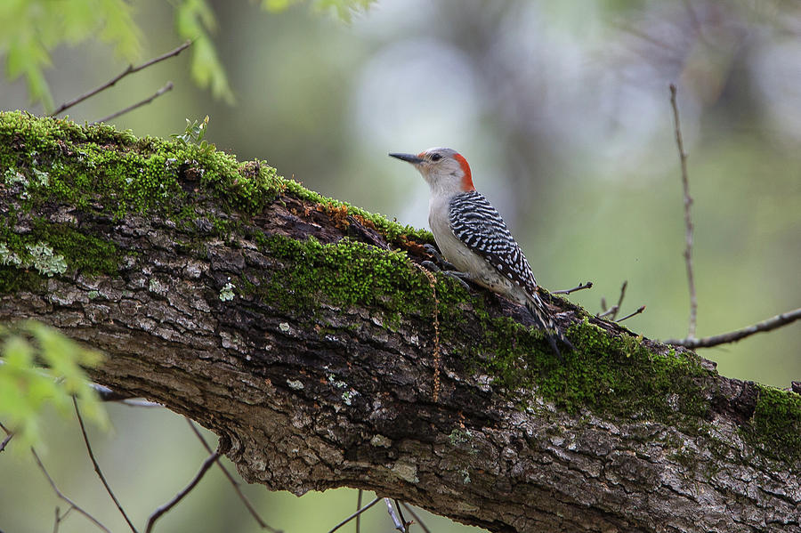 Red-bellied Woodpecker #1 Photograph by Ronnie Maum