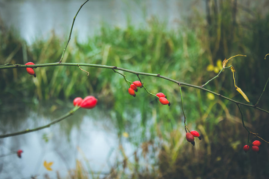 Nature Photograph - Red berries #1 by Cindy Grundsten