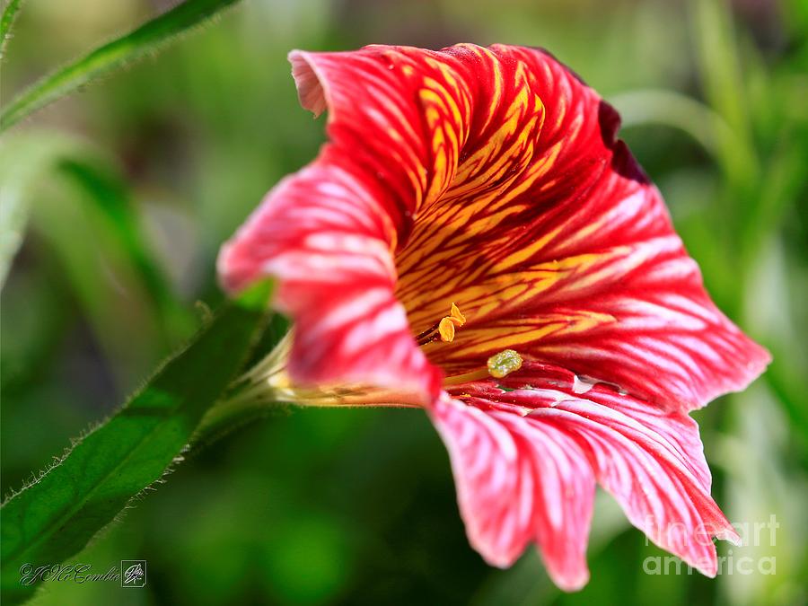 Red Bicolor Salpiglossis from the Giant Emperor Mix #5 Photograph by J McCombie