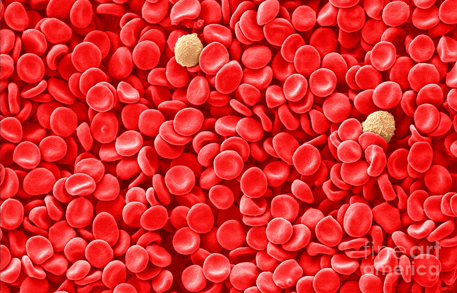 Red Blood Cells, Sem #1 Photograph by Scimat