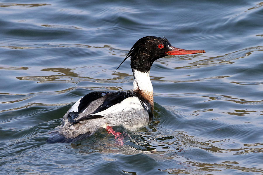 Red-breasted Merganser Centerport New York #1 Photograph by Bob Savage