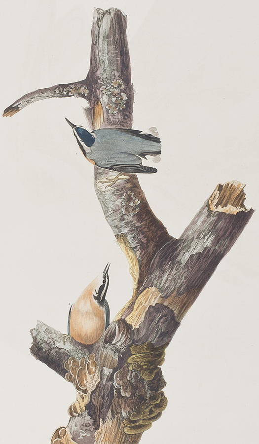 John James Audubon Painting - Red Breasted Nuthatch by John James Audubon