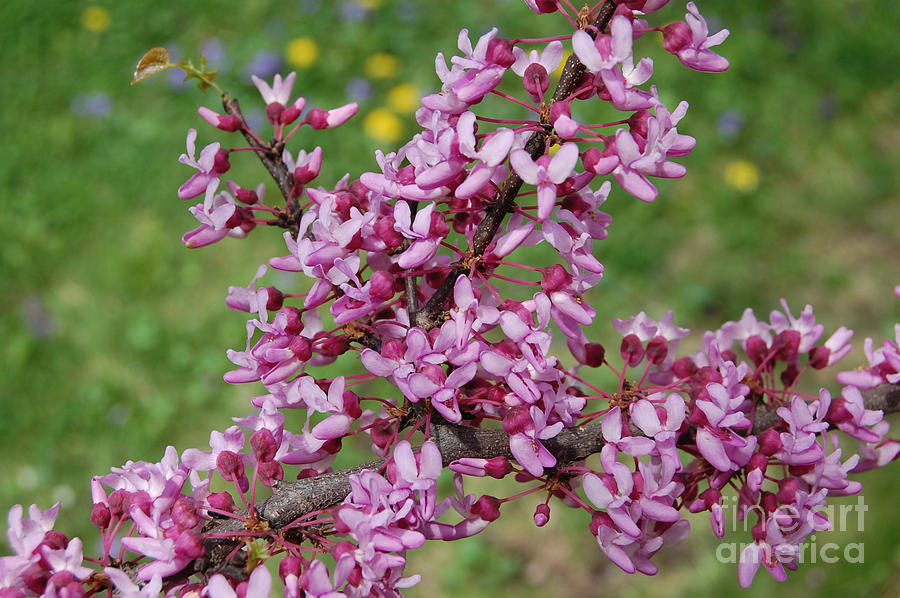 Nature Photograph - Red Bud Spring by jrr #1 by First Star Art