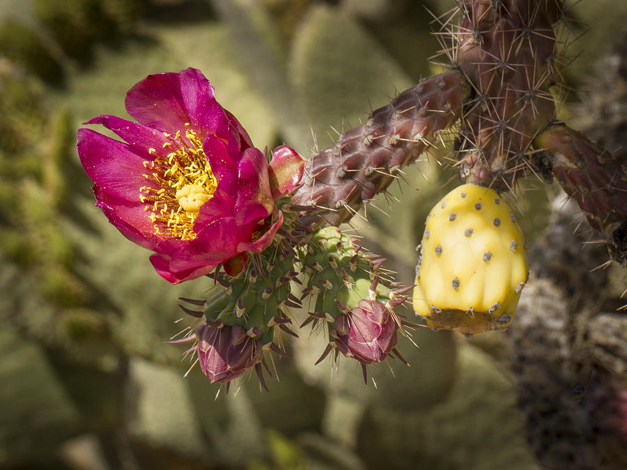 Red Cactus Flower #1 Photograph by Jean Noren