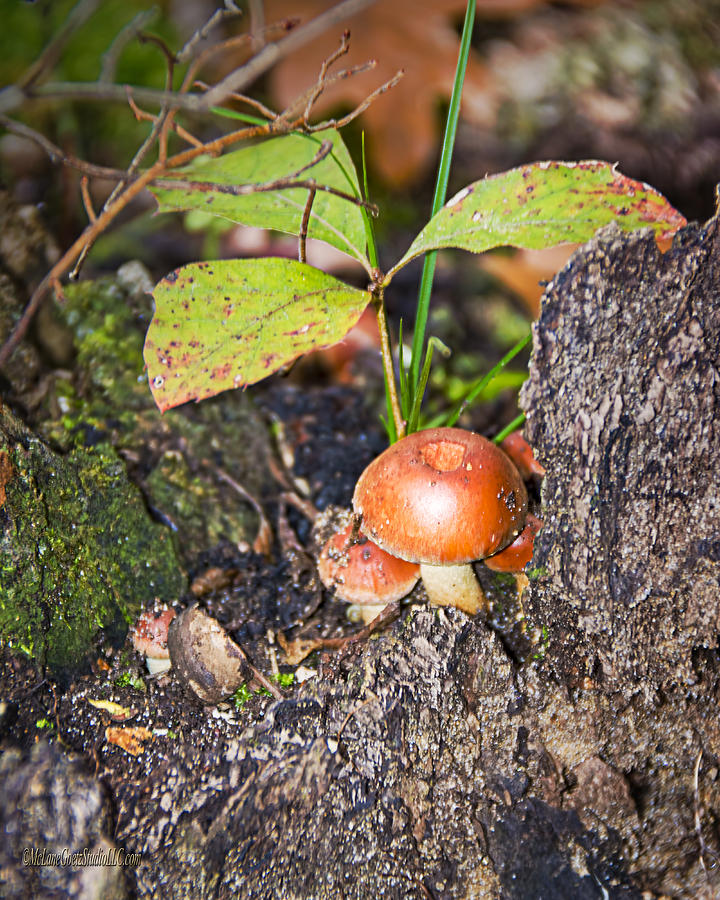 Mushroom Photograph - Red Capped Mushroom #1 by LeeAnn McLaneGoetz McLaneGoetzStudioLLCcom