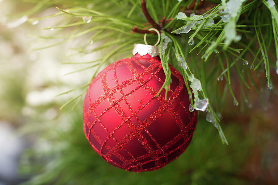 Red Christmas Ball On Icy Evergreen Leaves Photograph