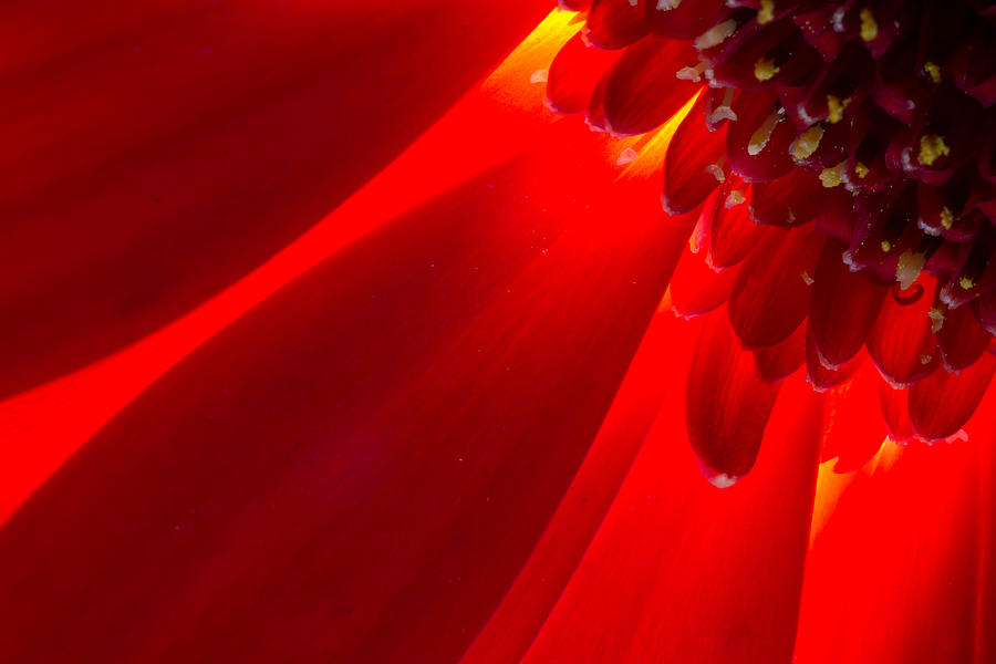Red Chrysanthemum Flower #1 Photograph by John Williams