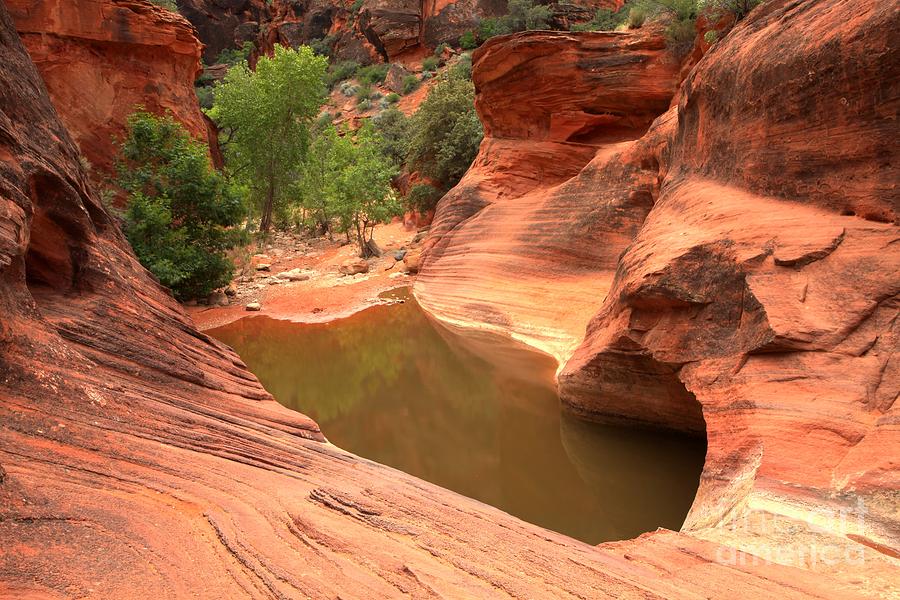 Red Cliffs Oasis Photograph by Adam Jewell