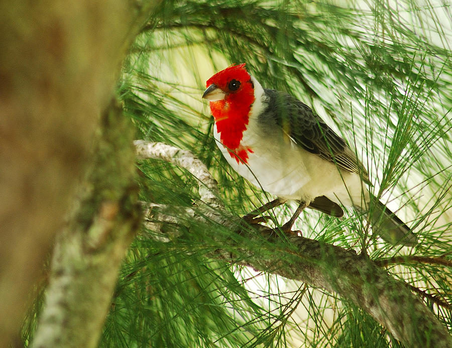 Wildlife Photograph - Red Crested Cardinal 2 #1 by Michael Peychich
