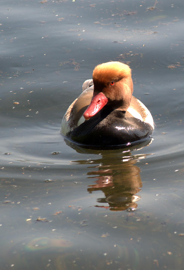 Red-Crested Pochard #1 Photograph by Chris Day