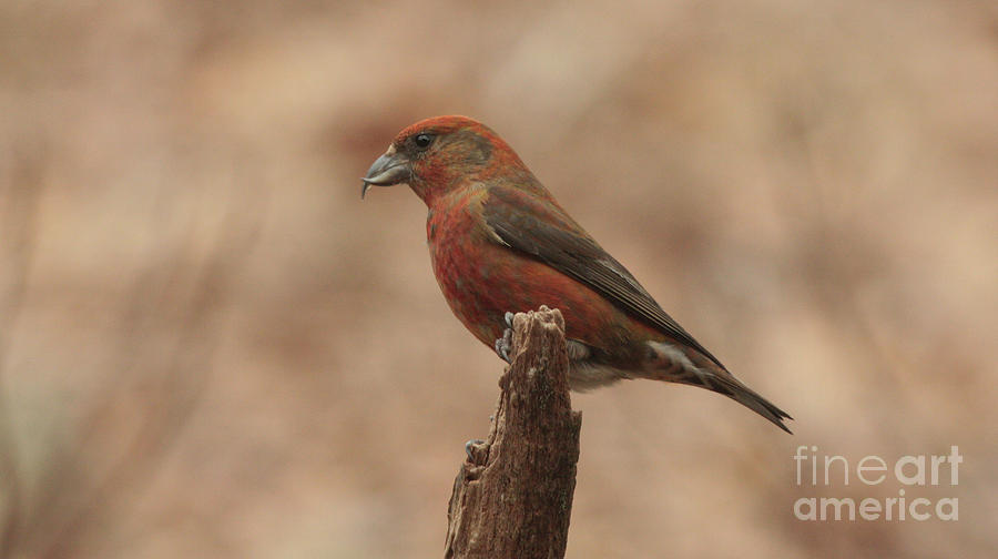 Red Crossbill by Charles Owens Red Crossbill by Charles Owens