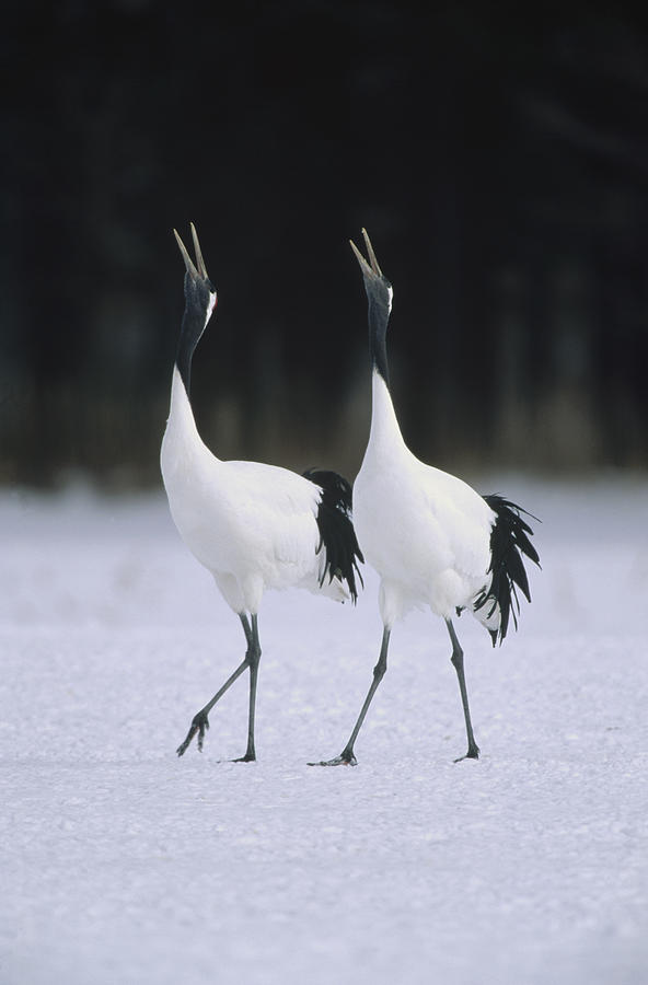 Red-crowned Crane Grus Japonensis Pair Photograph by Konrad Wothe