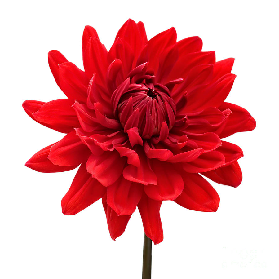 Red Dahlia Flower against White Background Photograph by Natalie Kinnear -  Pixels