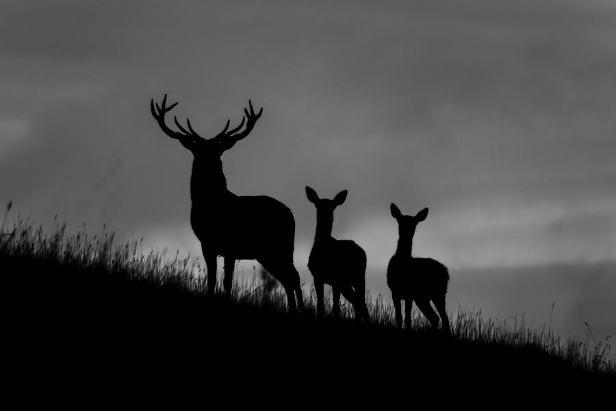 Deer Photograph - Red Deer at dawn #1 by Andy Beattie