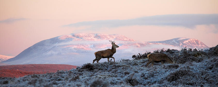 Red Deer, Ben Wyvis #1 Photograph by Gavin Macrae