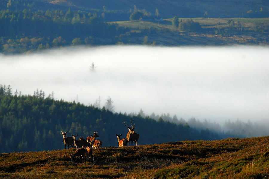 Red Deer in Strathglass #1 Photograph by Gavin MacRae