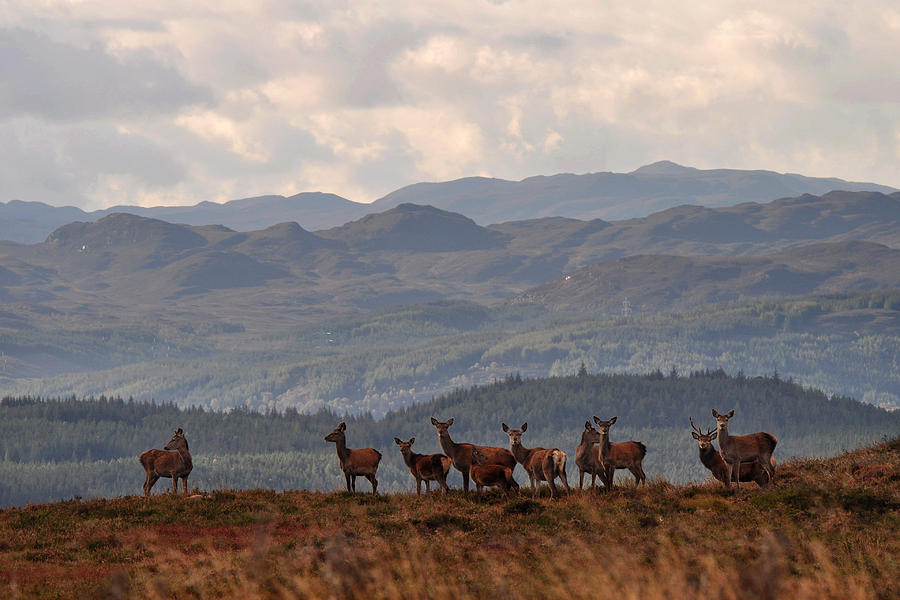 Red Deer in the Highlands #1 Photograph by Gavin MacRae