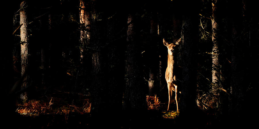 Red Deer in the Woods #1 Photograph by Gavin Macrae