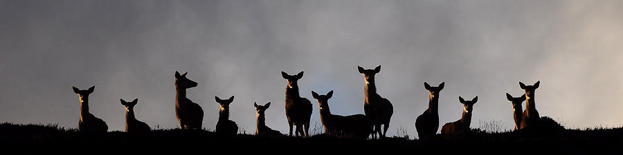 Red Deer on the Hill #1 Photograph by Gavin MacRae