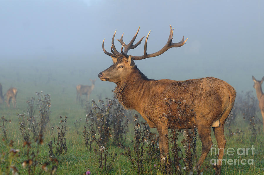 Red Deer Stag #1 Photograph by David & Micha Sheldon