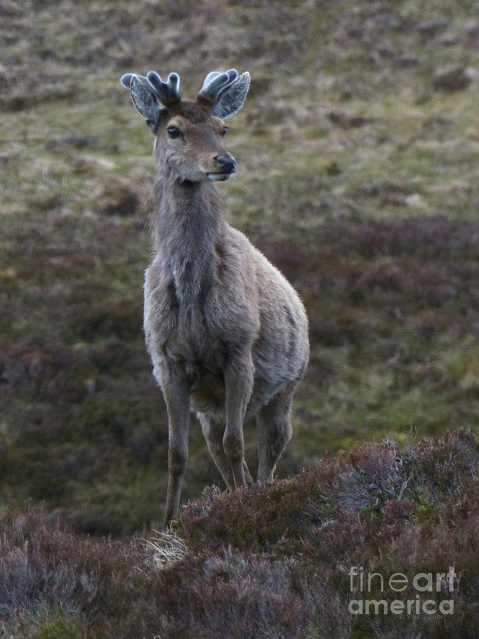Red deer stag - early June - Scotland Photograph by Phil Banks