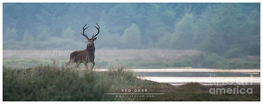 Red Deer wildlife #1 Photograph by Jorgen Norgaard