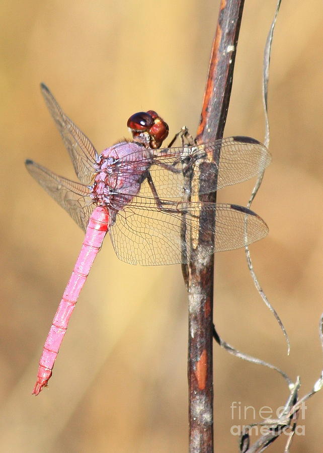 Insects Photograph - Red Dragonfly Portrait #1 by Carol Groenen