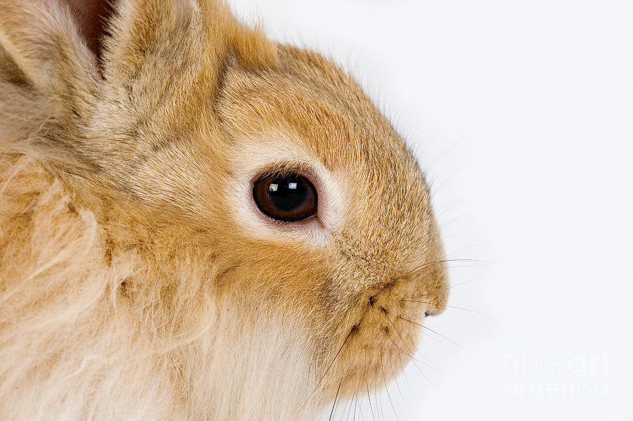 Red Dwarf Rabbit Photograph by Gerard Lacz - Fine Art America