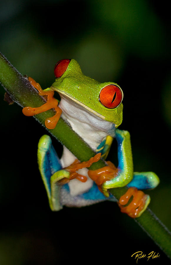 Red-eyed Green Tree Frog Hanging On #1 Photograph by Rikk Flohr