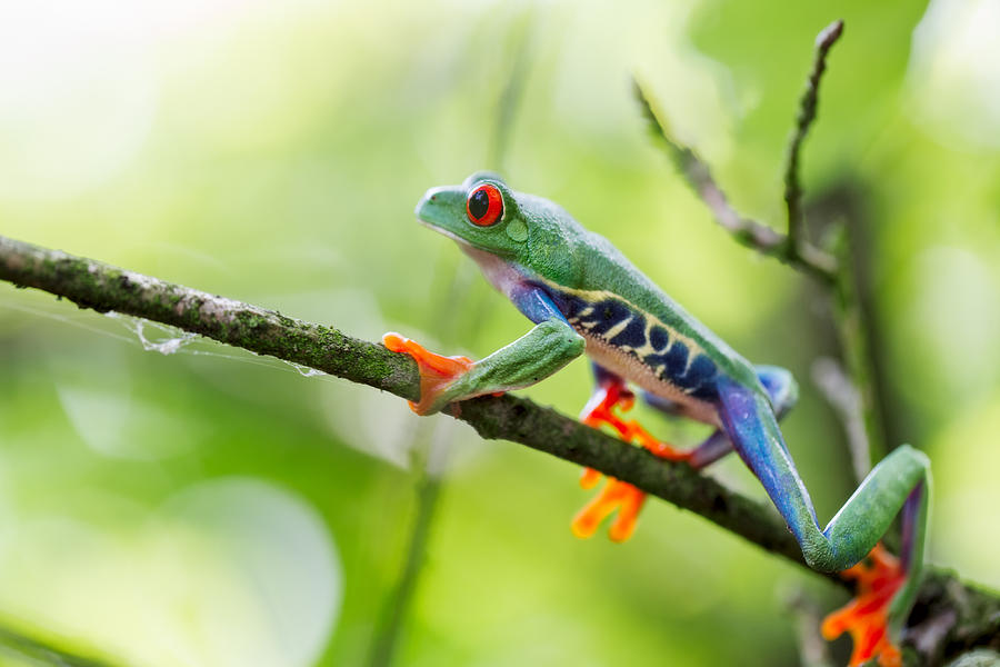 red eyed tree frog Costa Rica #1 Photograph by Dirk Ercken