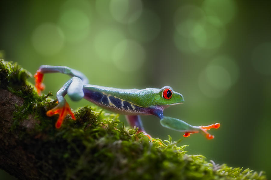 red eyed tree frog Costa Rica forest #1 Photograph by Dirk Ercken