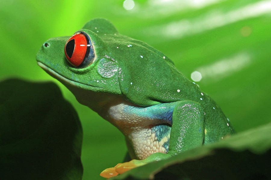 Nature Photograph - Red Eyed Tree Frog #1 by David Freuthal