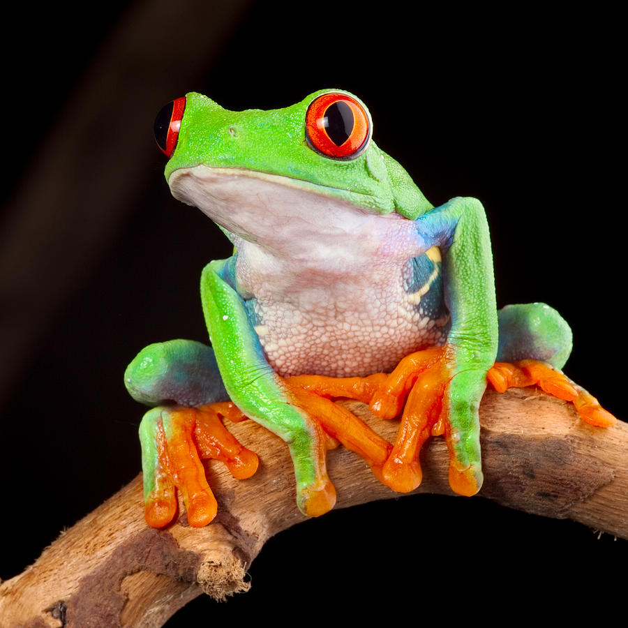 purple red eye tree frog